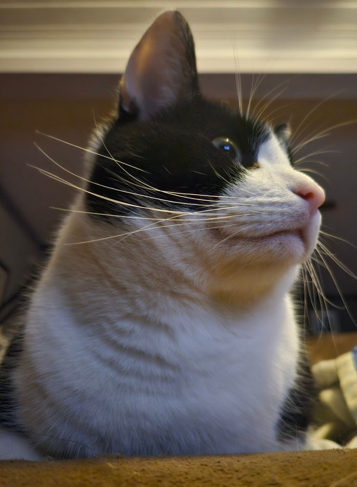 A black cat with a white beard looks to the right. The cat has many whiskers!