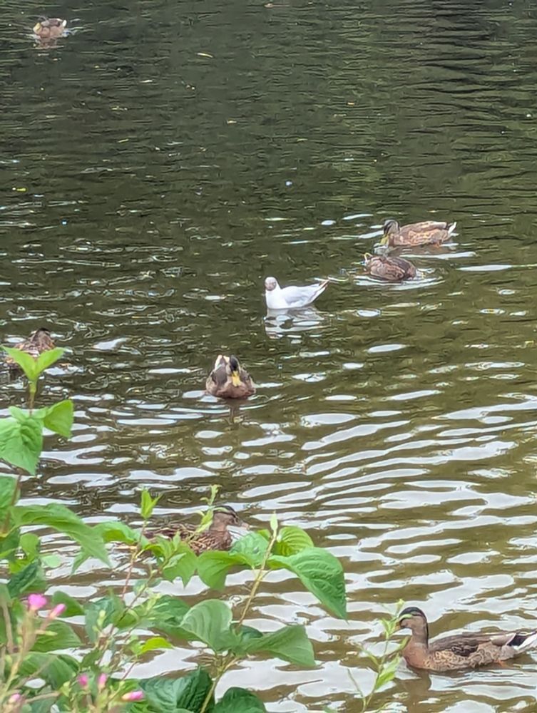 Some birds in a pond: ducks surrounding the unknown white one.