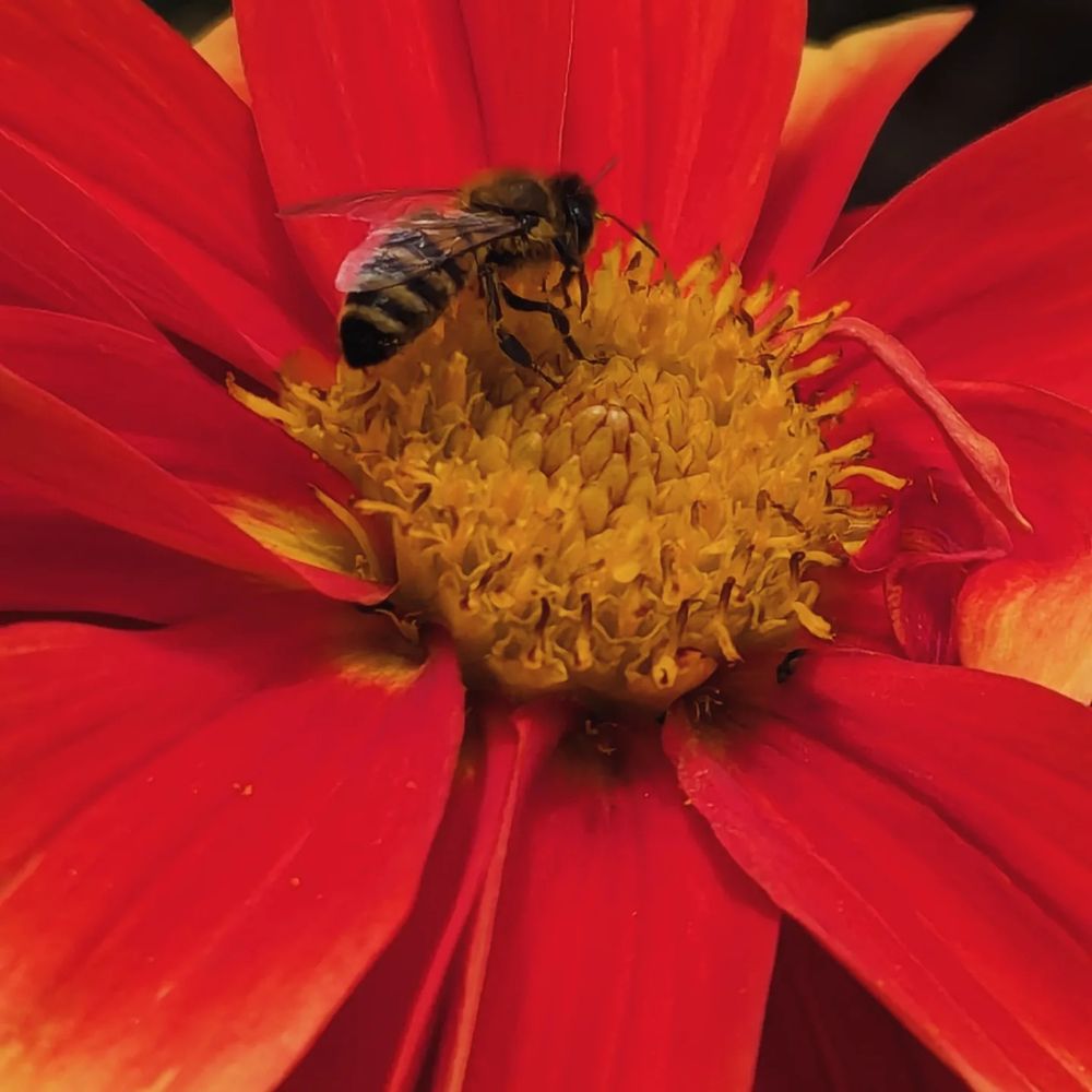 A close-up shot of a bee gathering pollen from a red dahlia.