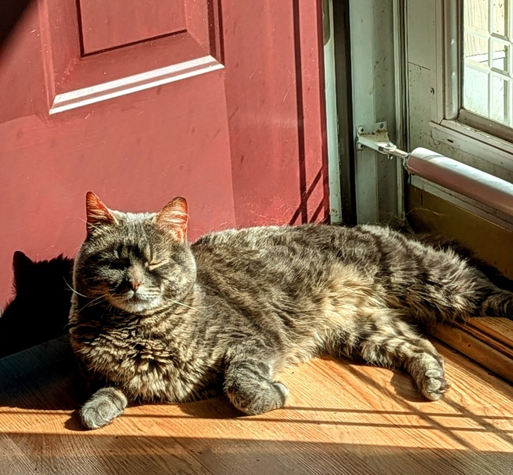 A tabby cat basking in a pool of sunshine beside an open red door. 