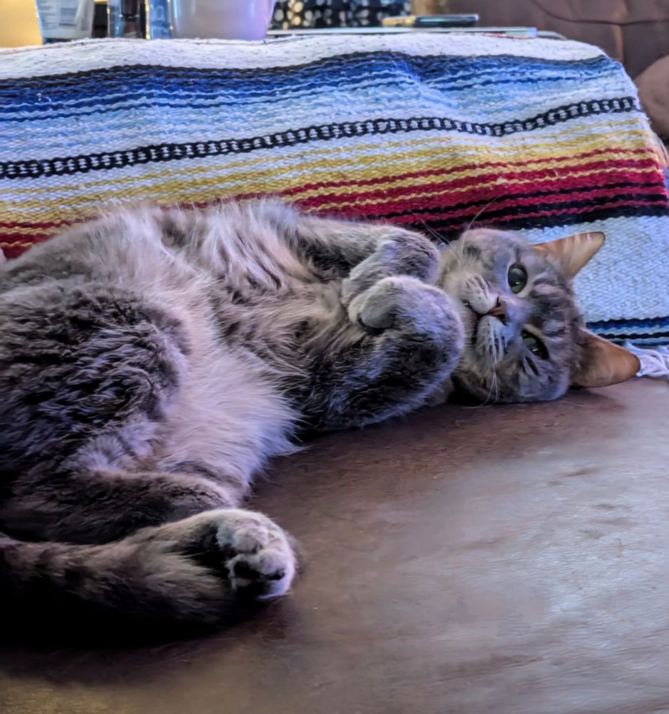 A brown and tan tabby cat laying on its side on a leather sofa, tummy exposed and front paws curled under the chin.