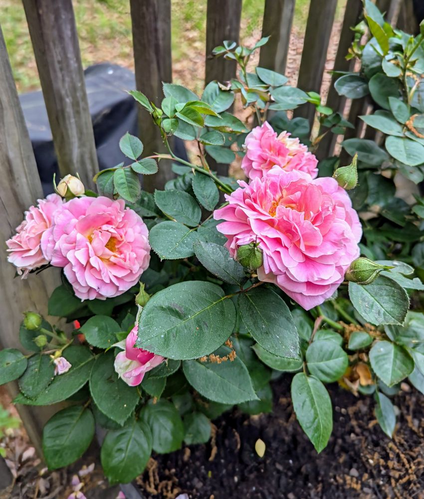 Several full fluffy pink roses on a bush 