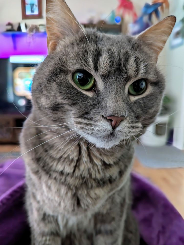 Close up of a very pretty tabby cat with green eyes and a white chin.