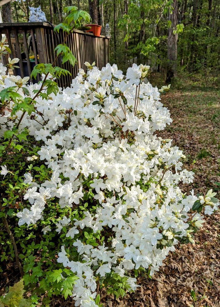 A white azalea bush exploding with blooms.