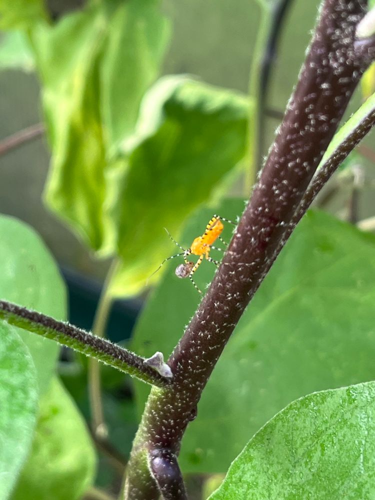 An assassin bug crawling on an eggplant branch while eating a false potato beetle larva