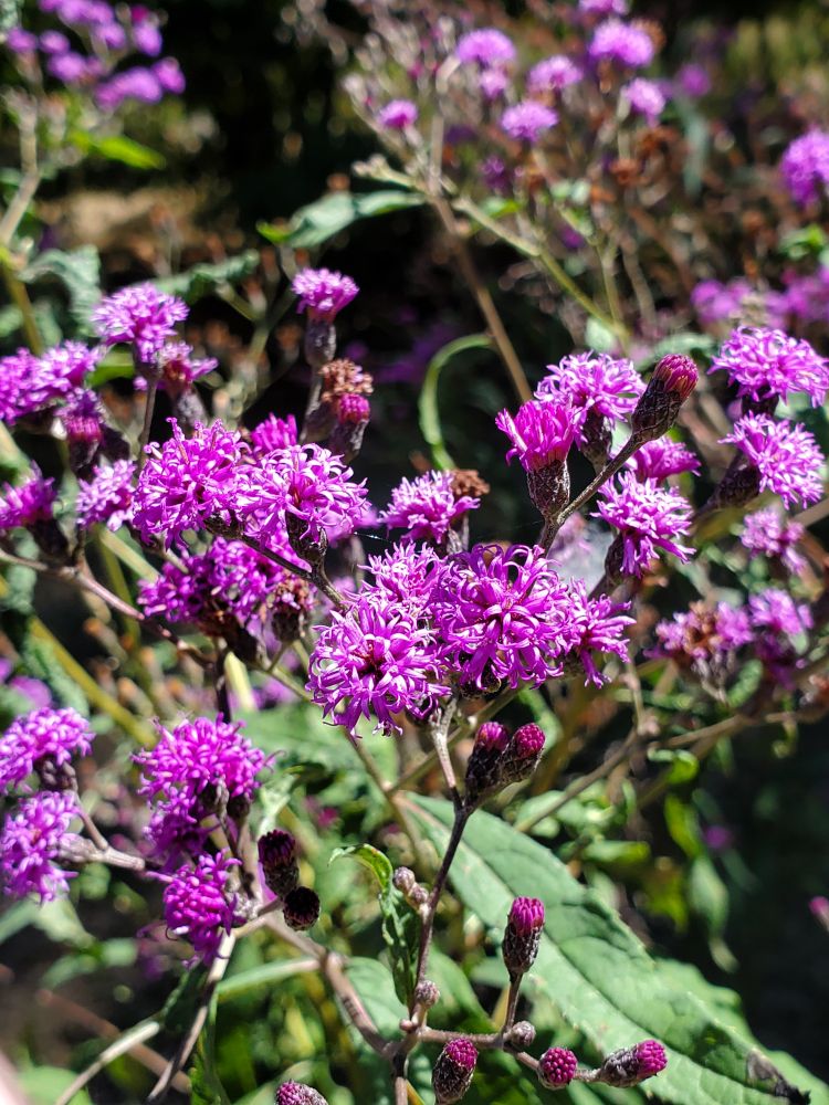 Close up pic of ironweed, a purple wildflower