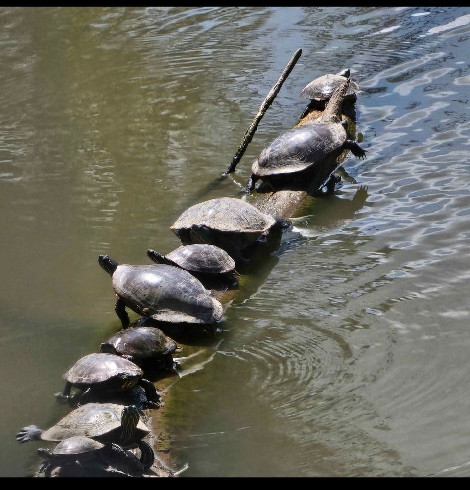 Nine map turtles of various sizes all lined up on an old willow log in a pond