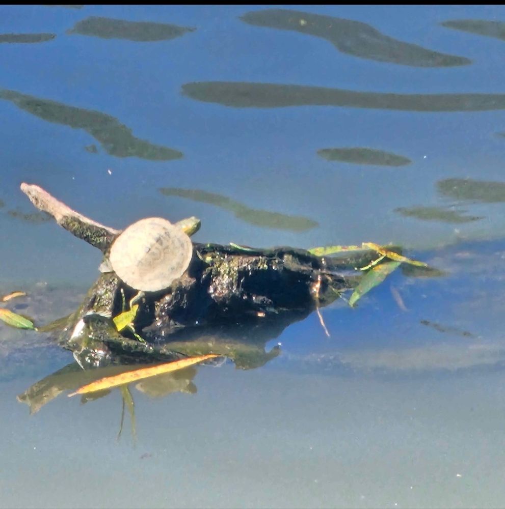 A wee baby map turtle by itself on its own little piece of log in the pond