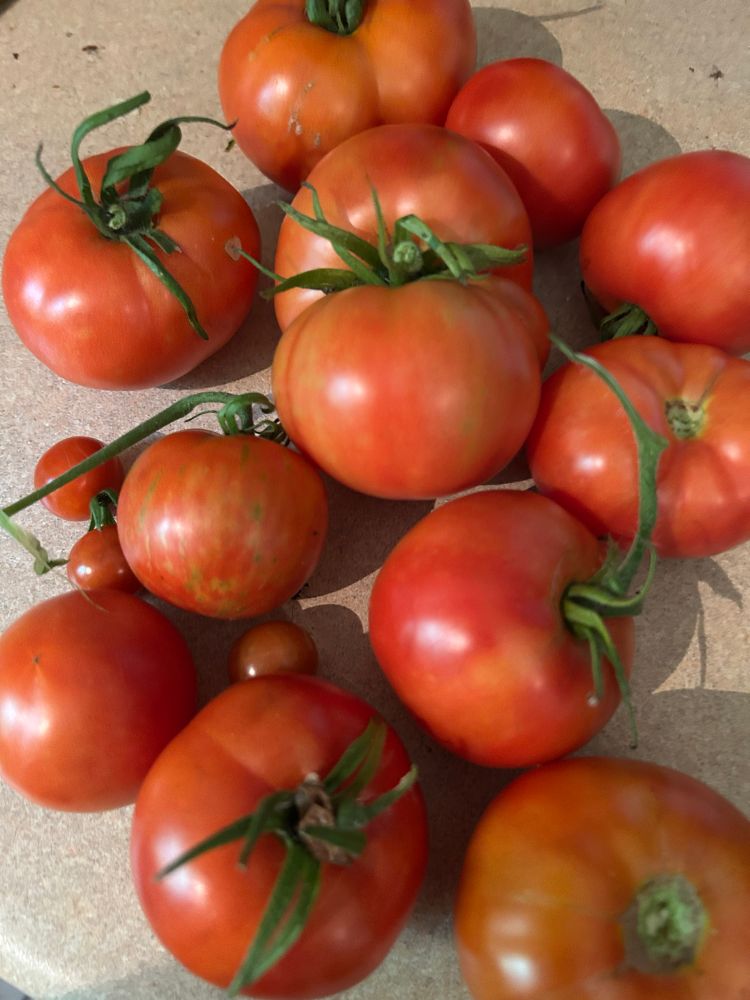 A pile of fresh tomatoes on a beige countertop 
