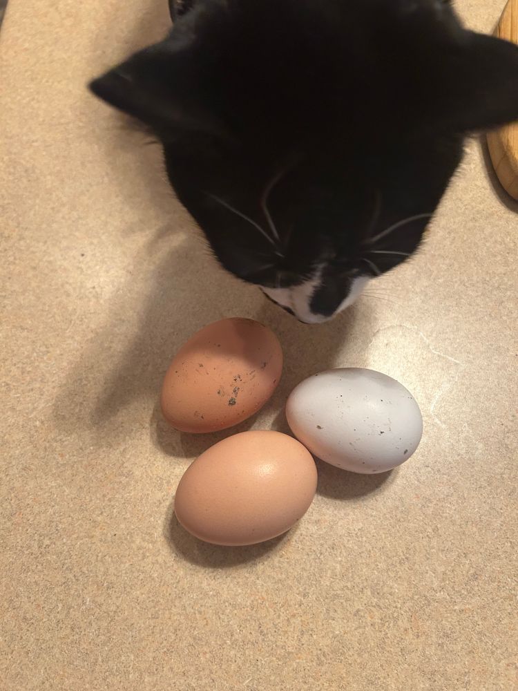 Small tuxedo cat dubiously sniffing three eggs: one white and two brown. All are on a tan speckled Formica counter. The eggs are a little dirty.