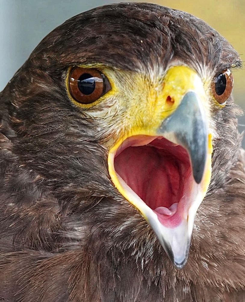 Close up of a hawk’s face, mouth open, showing the tongue