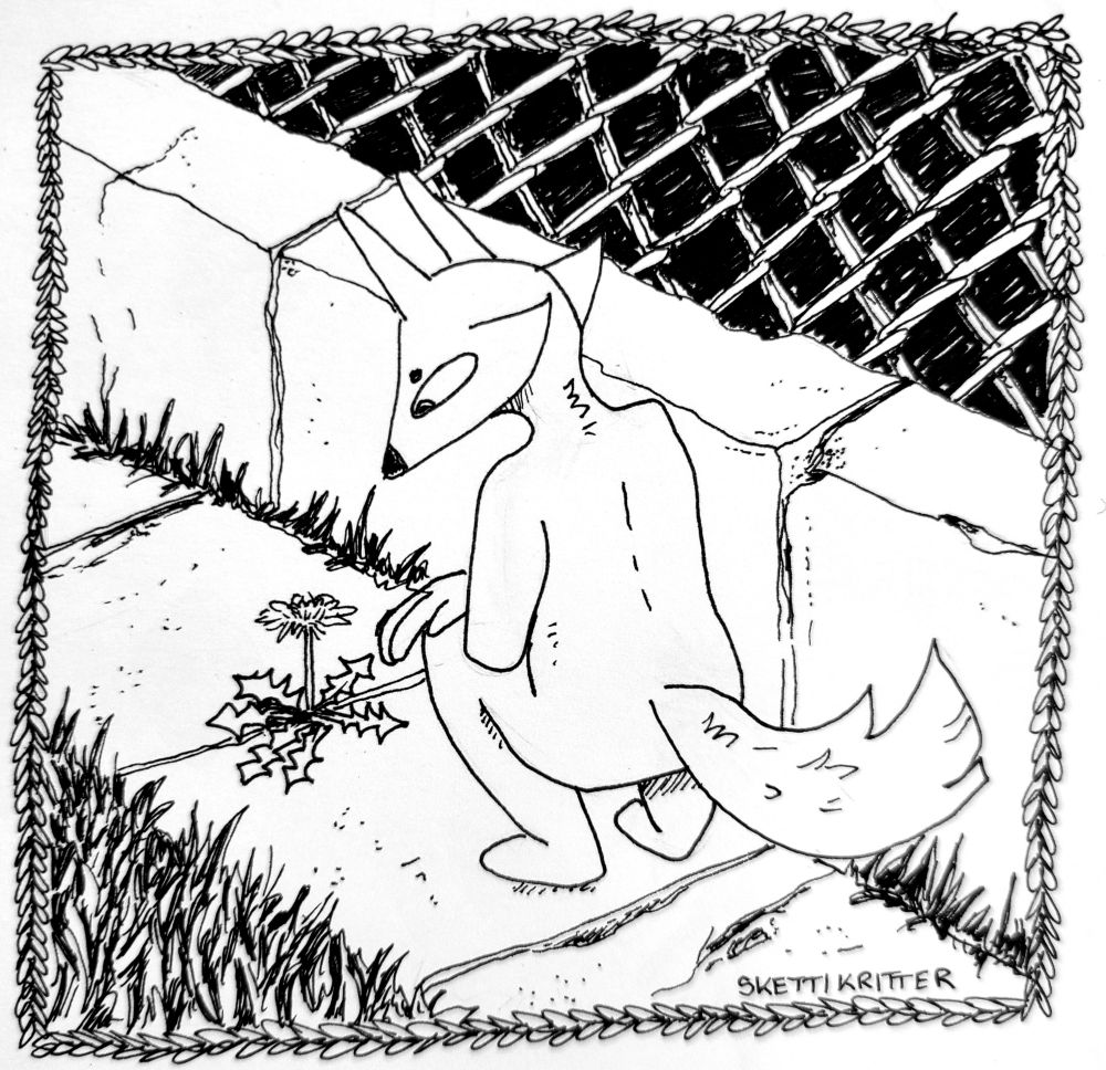 black and white pen drawing showing an anthro fox bending down to look at a dandelion growing in the crack of the sidewalk.