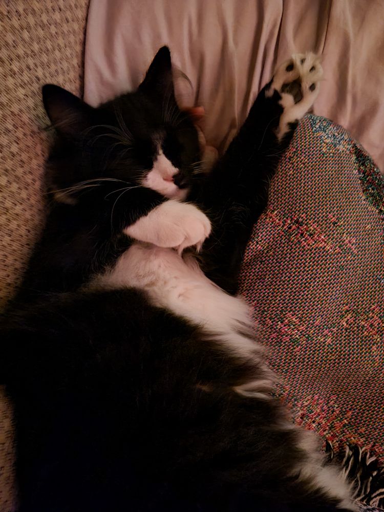 baby kitty so cozy awwwww he so fluffy soft baby meow meow cuddle snooze