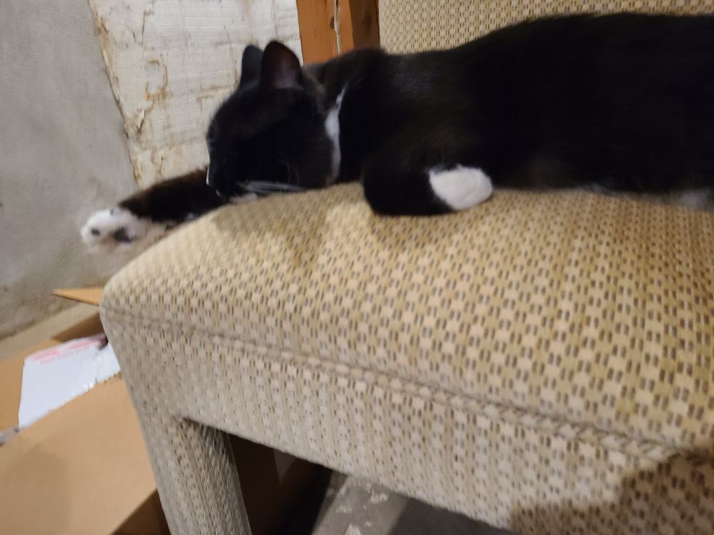 gucci mane the cat lay so tired