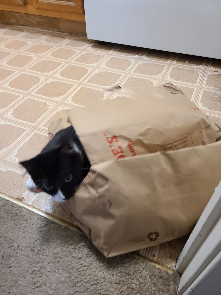 cat in paper bag sit so baggly he so bag bag kitty he's a bag kitty