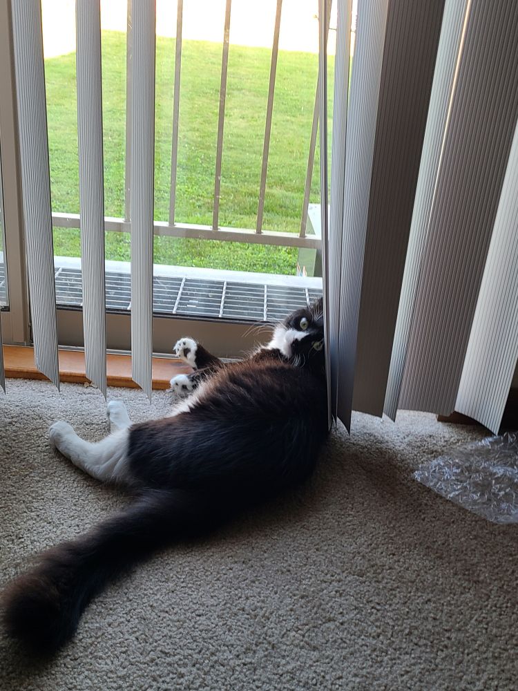 small tuxedo cat sits between slats of vertical blinds, looking back at camera