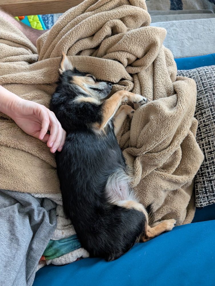 My dog Eloise, a black and tan chihuahua. She is completely flopped over on her side in a pile of blankets. Her eyes are closed.