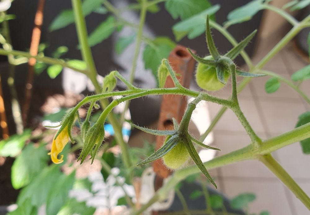 Les premiers fruits d'un plant de tomates qui (je l'espère) deviendront goûtus.