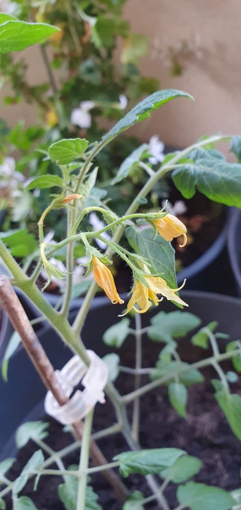 Les plants emménagent la fleur au fusil