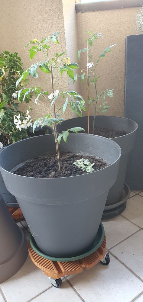 Deux plants de tomates prennent leur "pied" dans un nouvel appartement 