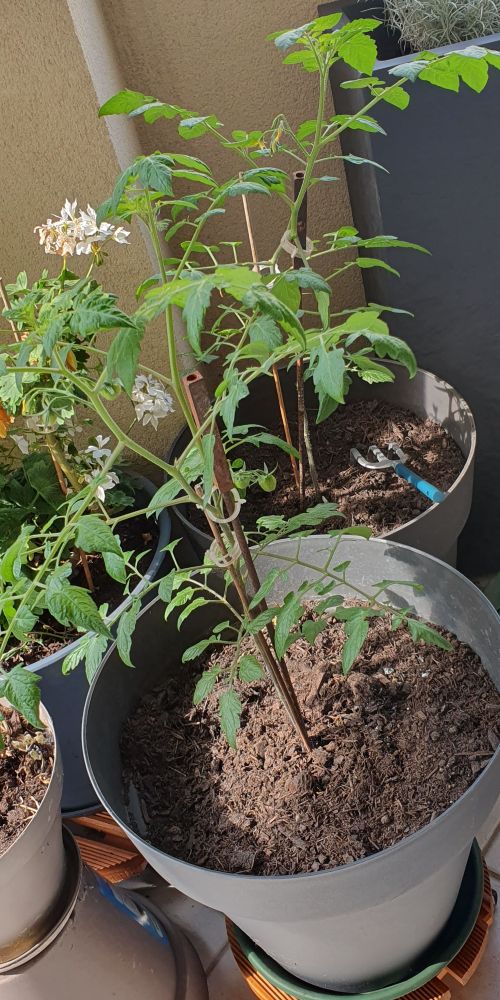 Deux plants de tomates qui semblent se plaire dans leur environnement. 
Voyons comment se passera leur adolescence....