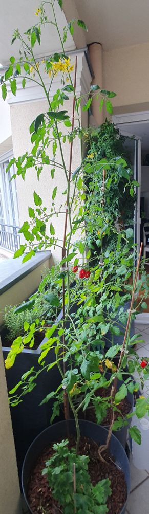 Un pied de tomate qui pousse comme un adolescent 