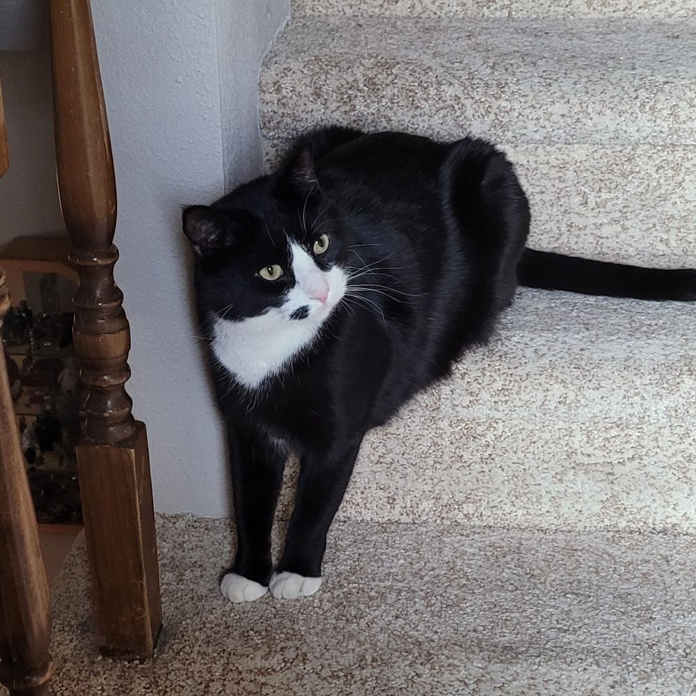 A black and white cat is sitting on a set of stairs where his butt is up on one stair and his little white feet down on the next stairs. 