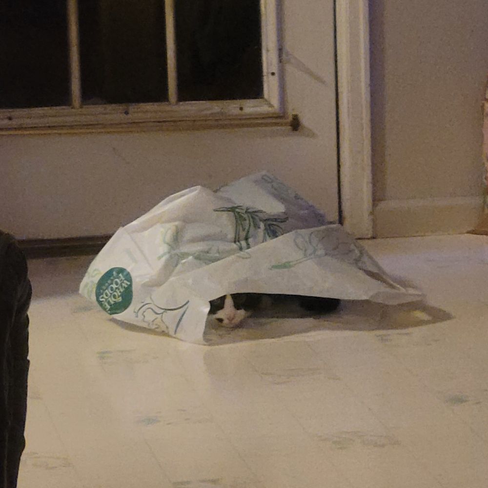 A black and white cat hiding in a plastic bag, you can see half of his face