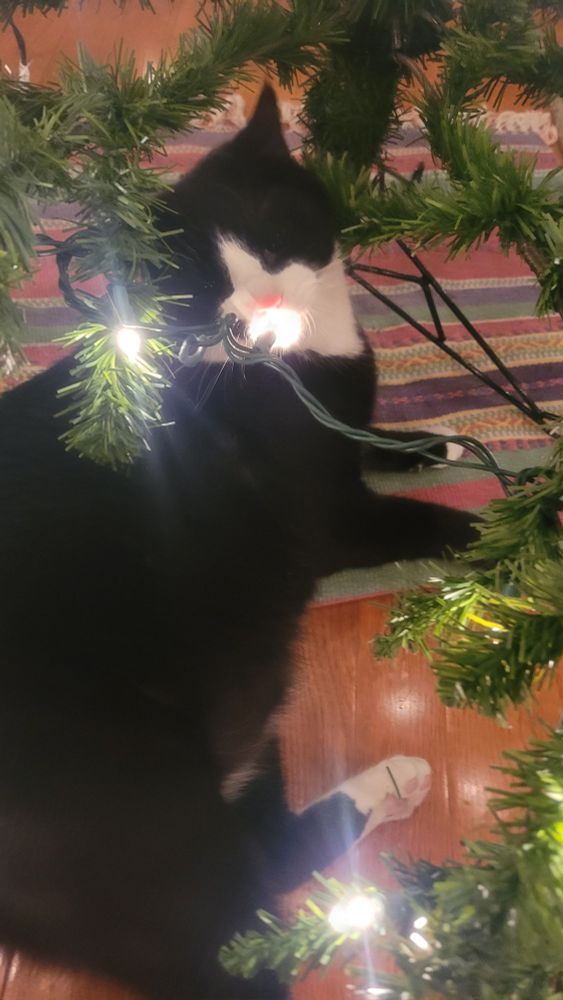A black and white cat is lying under a lit christmas tree, he has a light in his mouth 