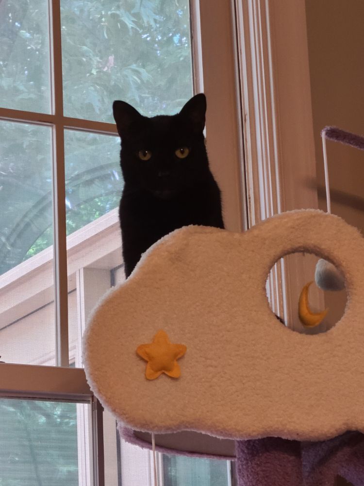 A picture of a black cat sitting on a cat tree