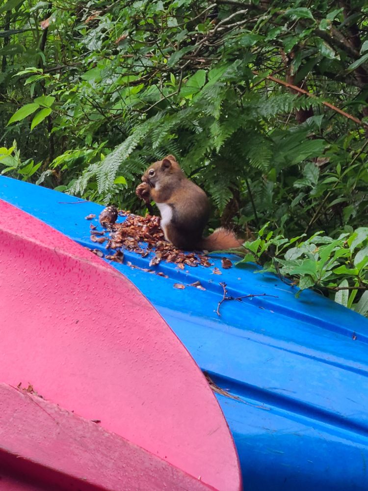 A red squirrel eating seeds on a kayak