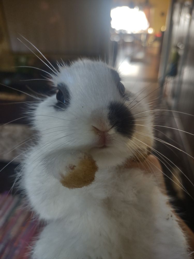 A white baby bunny with black spots on it's eyes and off center of it's nose. 