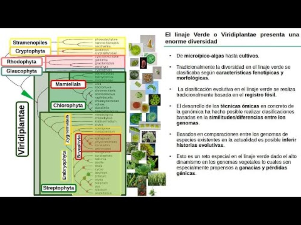 Análisis Evolutivo de Genomas en el Linaje Verde, casos prácticos con Orthofinder, Count y R, Dia 1