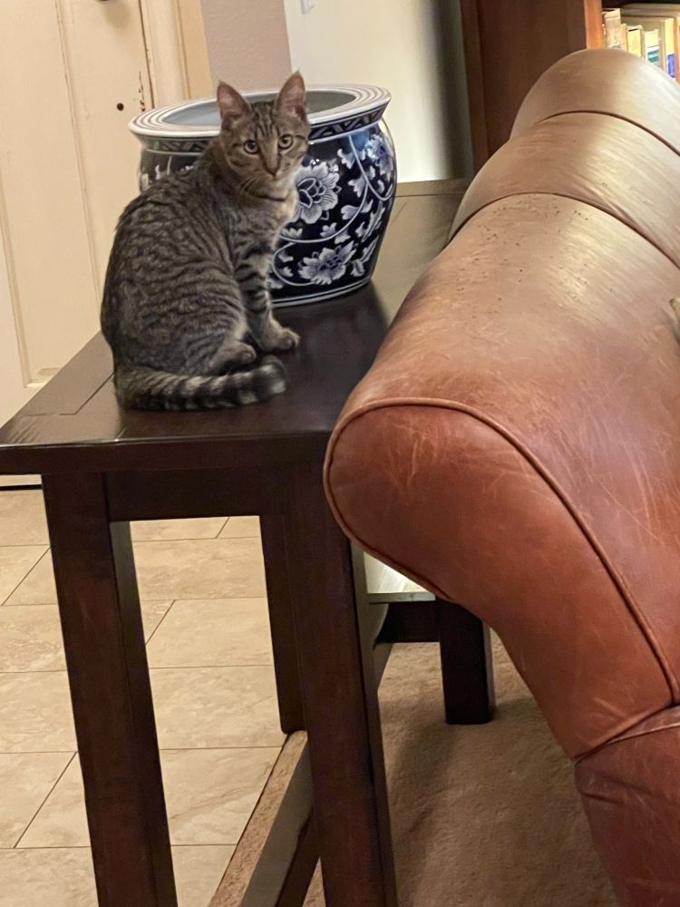 Emmy looking for a cozy space to recline.