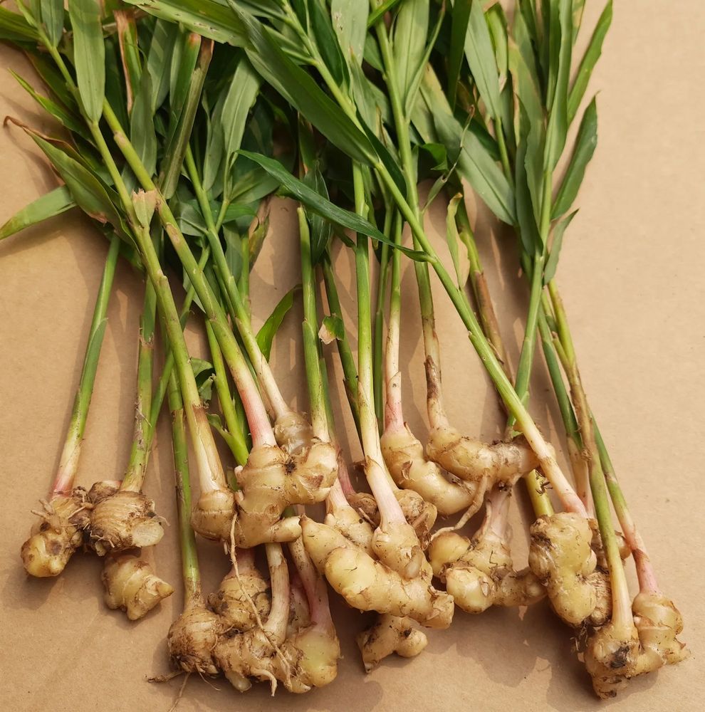 Photograph of Ginger rhizomes, freshly harvested with stems and leaves still attached.