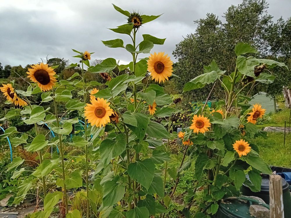 Many sunflowers in bloom