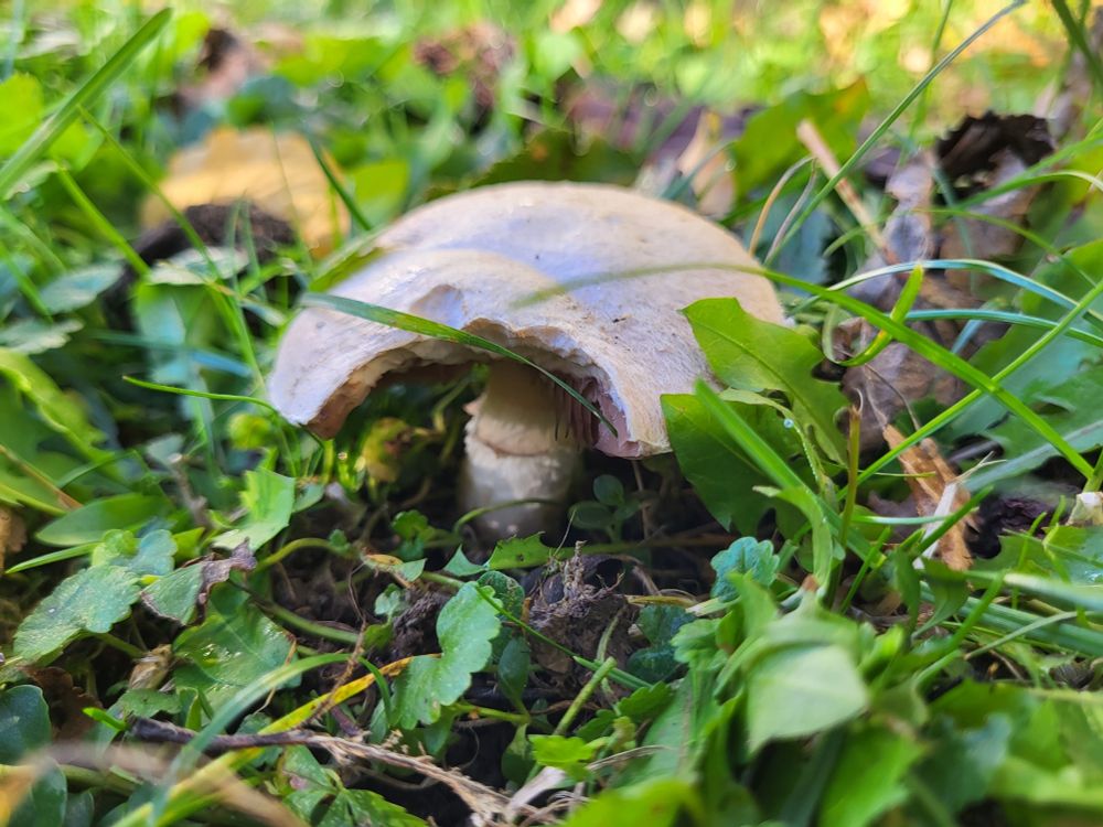 Field mushroom/Wiesenchampignon