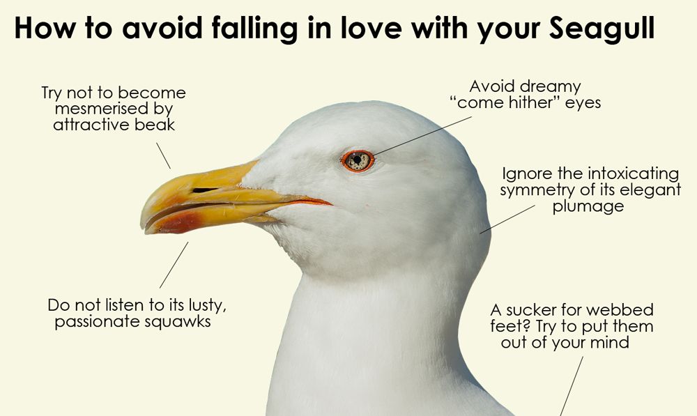 Joke graphic titled: How to avoid falling in love with your seagull * Try not to become mesmerised by attractive beak * Do not listen to its lusty, passionate squawks * Avoid dreamy 