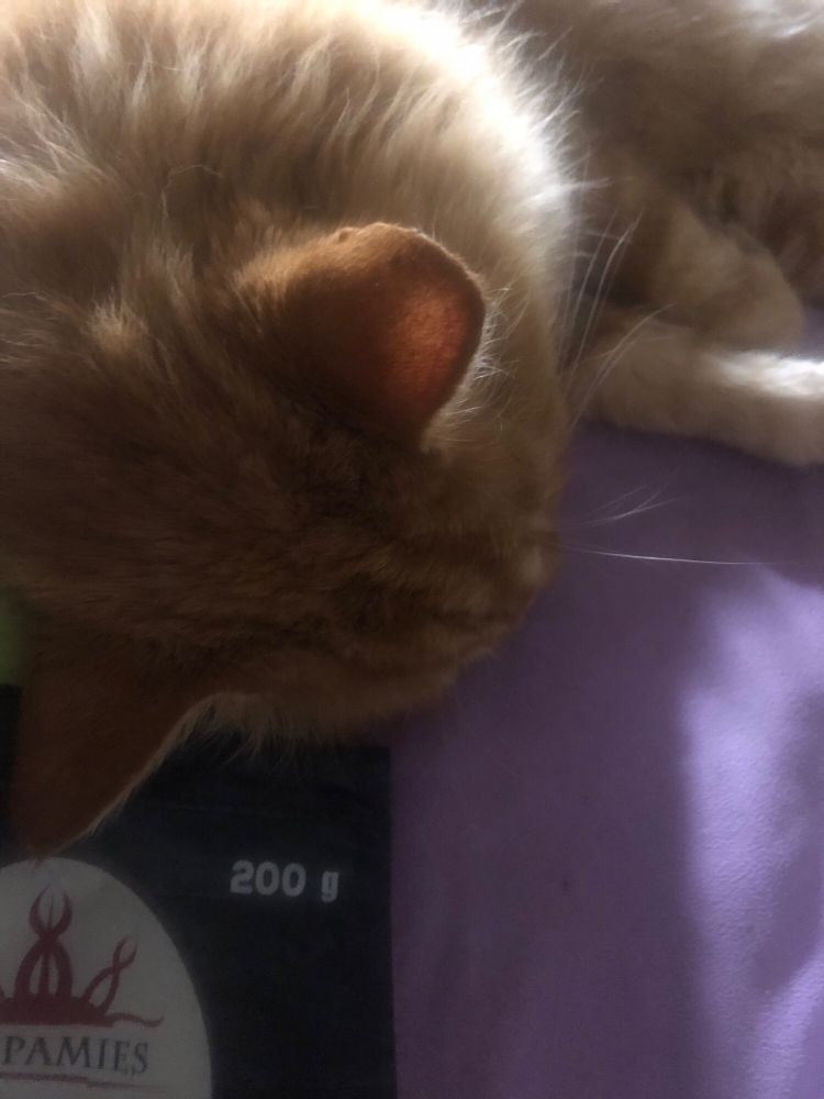 Chat rouquin qui dort sur un sac d’épice