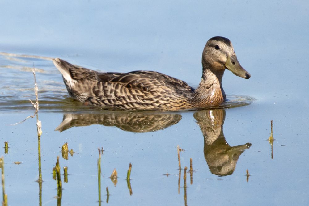 Female mallard duck with brown feathers swimming on a still lake that reflects her head and body. The water behind her ripples from her movement. There are small plants sticking up in the foreground.