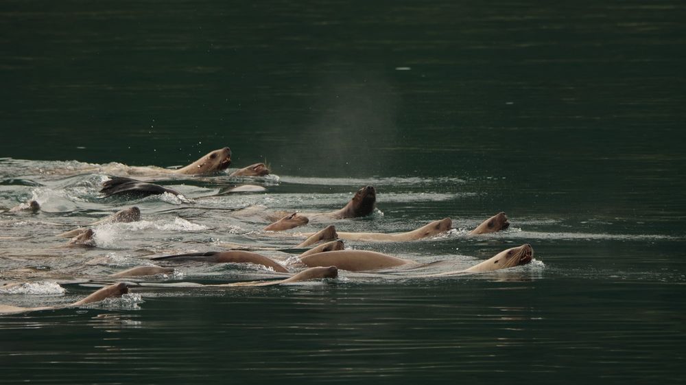 A raft of juvenile Steller sea lions charging through glassy emerald water before diving down to collectively hunt for herring.