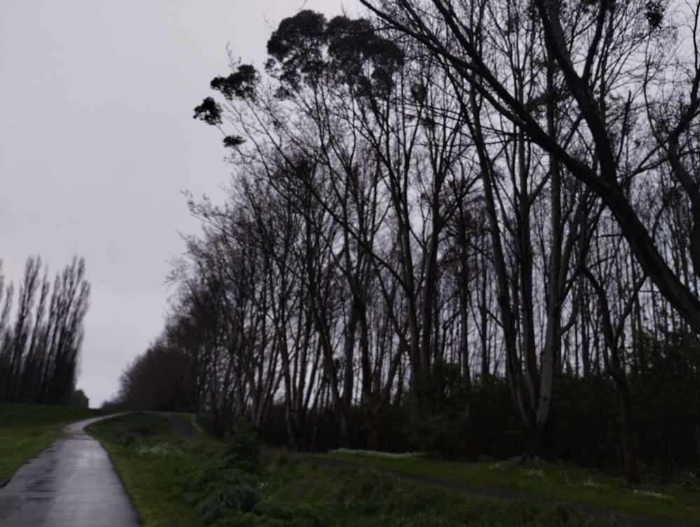 Straggling struggling trees, tall with the first green of spring, make a living wall to tell you where the path is no longer a path.  To their left, a concrete path shining wetly in the rain, bordered by grass that is mostly weeds if you look closely.  The gap in the trees tells you where the path ends.  The sky is bright grey.