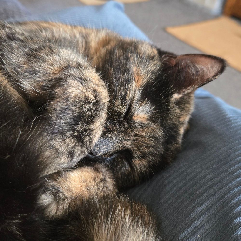 Coco the tortie sleeping curled up on a cushion with her paws tucked up near her face. 