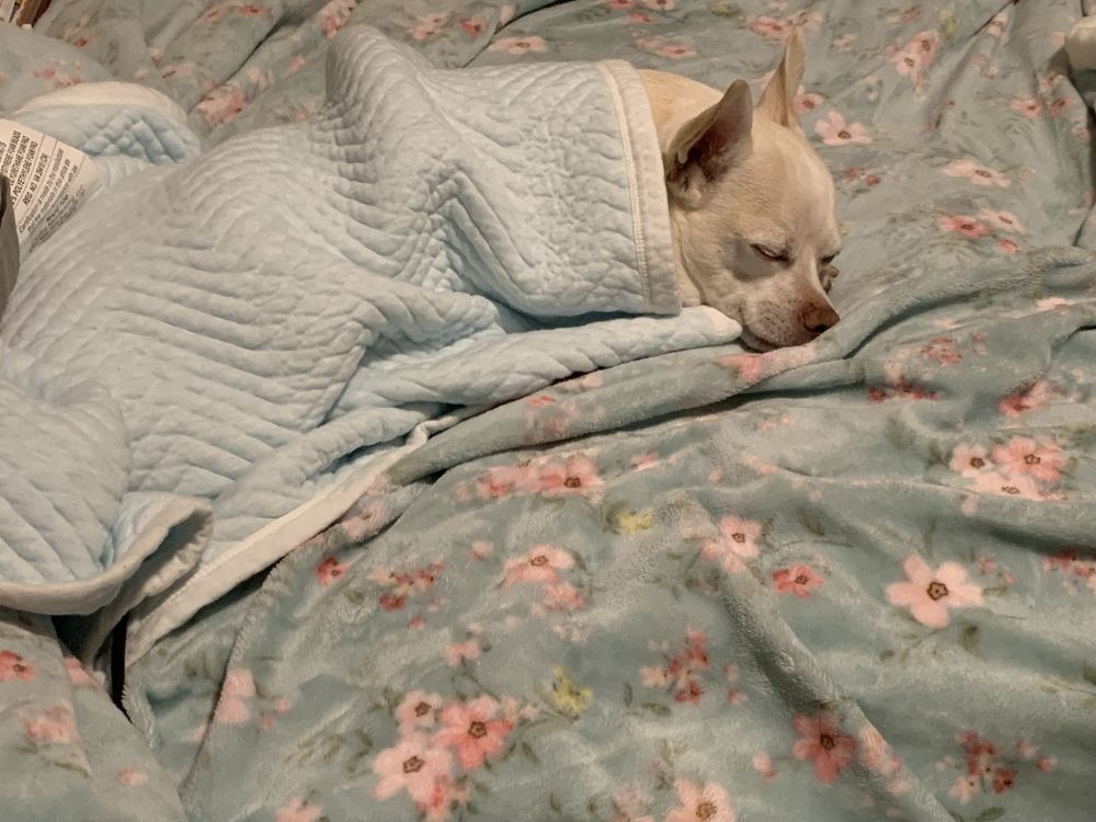 a photo of a small cream-colored Chihuahua mix (named "Benzo") sleeping on a human bed, under a baby blanket with just his head and one paw sticking out, his eyes shut and his mouth curled up in a cute little grin 🐕