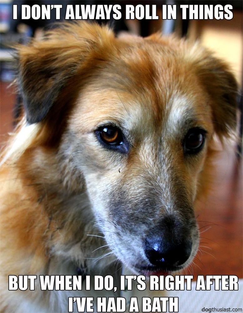 Face of an english shepherd (orange and white), with a very dirty face, close up of it, with white text that reads “I don’t always roll in things. But when I do, it’s right after I’ve had a bath” 