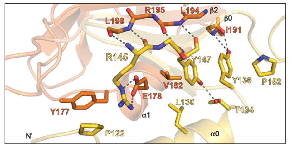 Stick representation of residues at the Next-RRM interface shows stacking, hydrogen bonding, and hydrophobic interactions.