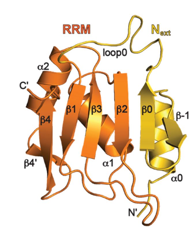 The X-ray crystal structure of the human hnRNPR extended RNA recognition motif, shown in cartoon representation. The N-terminal extended motif is colored in gold and the canonical RRM is colored in orange