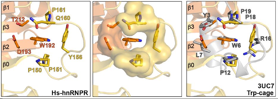 Three panels showing the tryptophan cage motif. Left: hnRNPR eRRM1 with residues in the motif shown as sticks. Center: hnRNPR eRRM1 with residues in the motif shown as both surface representation and sticks showing W192 is surrounded by van der Waal contacts. Right: Superimposition of hnRNPR eRRM1 with the synthetic Trp-cage shows high similarity between the two.