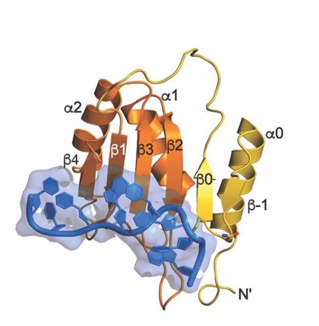 Cartoon representation of the human DND1 eRRM1 domain. The Next motif is colored gold and the RRM motif is colored orange. The domain is bound to a short RNA oligomer colored blue.