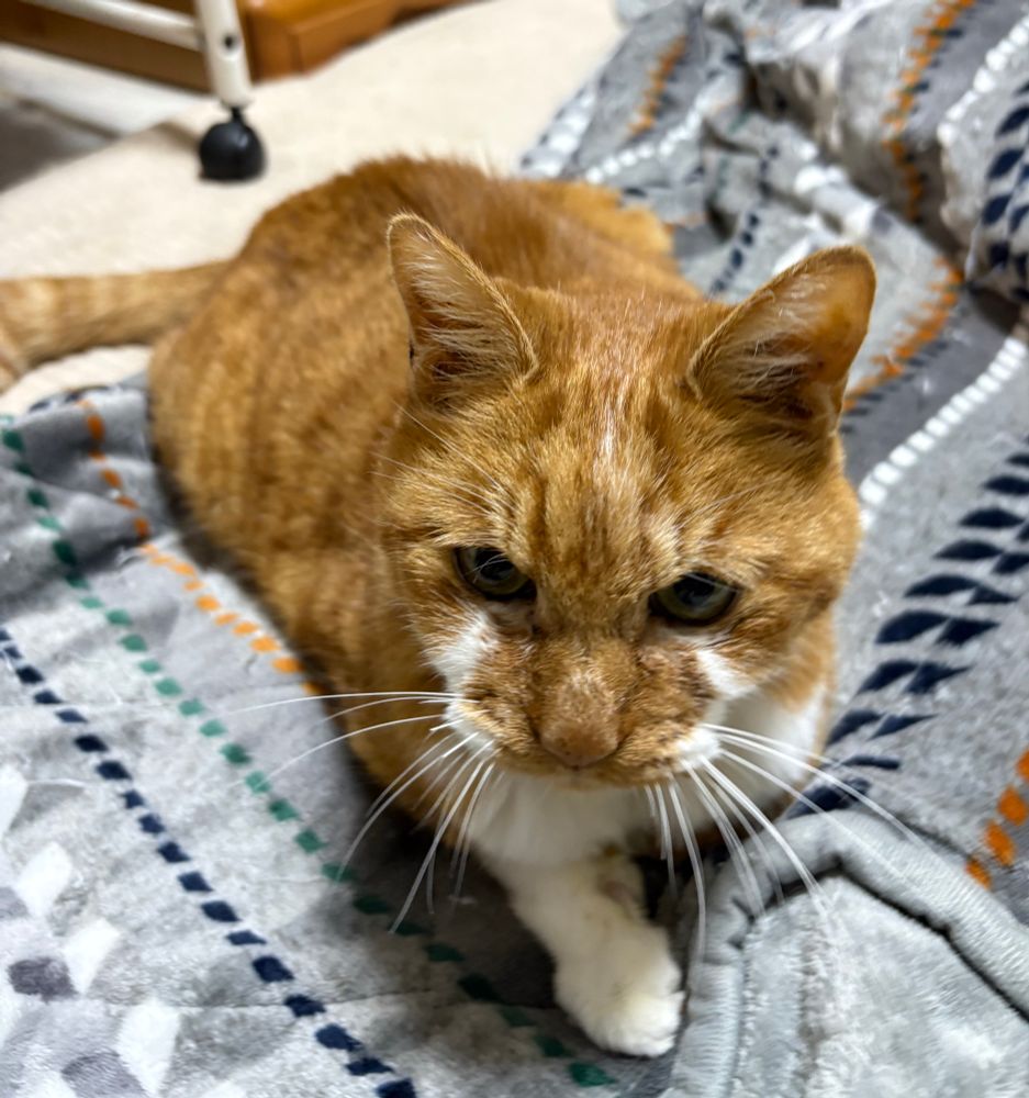 いきなり冬にゃ…